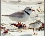 Piping_PLover